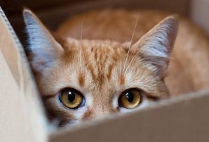 Ecco perché i gatti amano tanto le scatole
