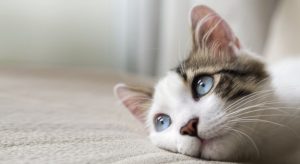 Come capire se il gatto si sente solo in casa?