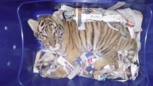 La polizia messicana ha trovato un cucciolo di tigre sedato in un pacco postale