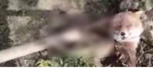 Pastore uccide volpe con un bastone e posta VIDEO in Rete