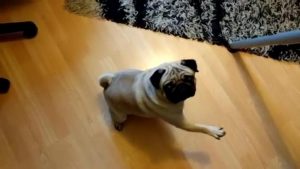 Insegna al cane a fare il saluto romano VIDEO: ora rischia sei mesi di carcere4