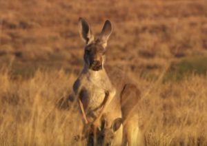 Un documentario australiano mostra la mattanza di canguri