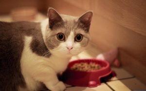 Per i gatti meglio il cibo secco o quello umido?