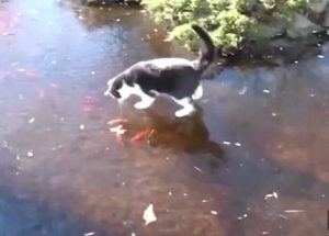 Gatto prova a catturare il pesce...ma c'è una lastra di ghiaccio