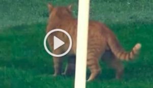 Besiktas-Bayern Monaco, il gatto che ha invaso il campo