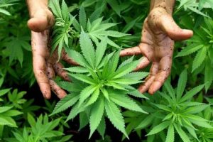 Mattarella concede la grazia al malato che coltivava marijuana per curarsi