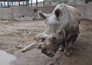 L'ultimo maschio di rinoceronte bianco settentrionale, Sudan, è morto