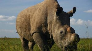 Rinoceronte bianco, a Cremona la fecondazione in vitro per salvare la specie