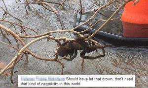 Mega tarantola sta per annegare, donna la salva: in Australia sono una specie protetta