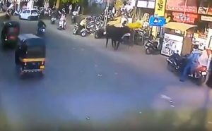  India, toro che vaga per la città attacca donna scaraventandola in aria