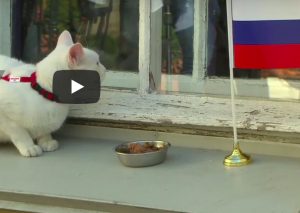 YOUTUBE Achille, il gatto indovino dei Mondiali Russia 2018
