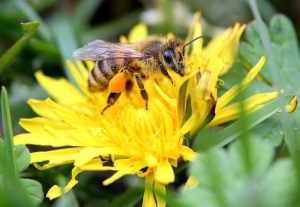 Pesticidi, la Ue mette al bando tre prodotti killer per le api