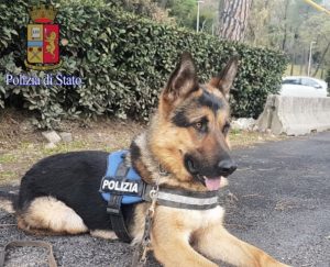 Ares era stato abbandonato: ora è un cane poliziotto