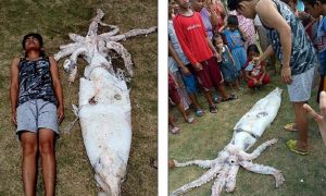 Calamaro gigante lungo un metro e mezzo 