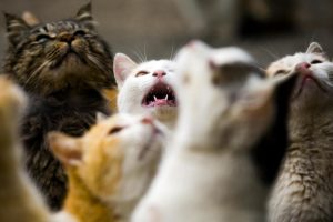 Gli animalisti di Aidaa denunciano il vescovo di Pisa per i gatti della colonia
