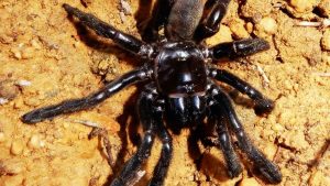 E' morto il ragno più anziano del mondo, ucciso da una puntura di vespa a 43 anni