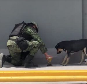 Soldati messicani danno da mangiare ad un cane randagio