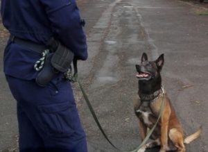 Cane poliziotto Vasco va in pensione dopo 10 anni