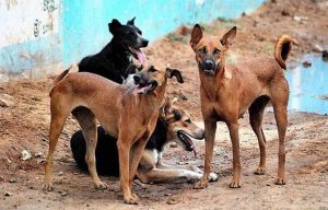 India. Branchi di cani randagi sbranano bambini: sei morti nell'Uttar Pradesh