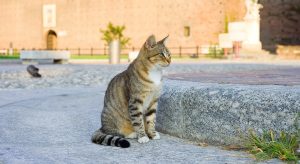 Scoperto virus dei gatti della famiglia della epatite B. Nessun rischio per l'uomo