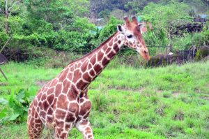Giraffa ammazza regista col colpo di collo: stava girando una serie tv in Sudafrica