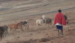 Safari in Tanzania, think tank denuncia: "Masai cacciati per fare spazio ai turisti"