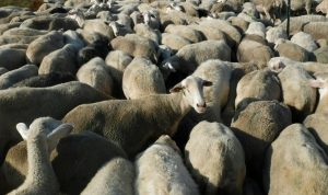 Pecore tosa-erba nei parchi: proposta Comune Roma