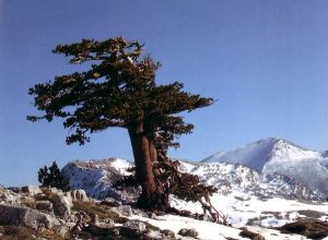 Calabria, il pino più antico d'Europa: Italus ha vissuto 1230 anni