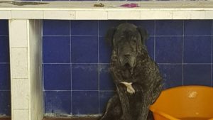 Brando, trova nuova casa il cane più triste del mondo