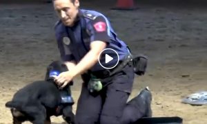 Poncho, il cane poliziotto che pratica la rianimazione cardiopolmonare