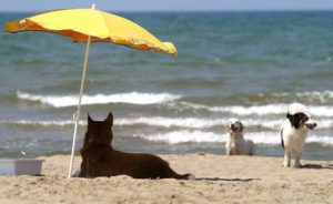 Cani in spiaggia, le info per i proprietari e il telefono amico Aidaa