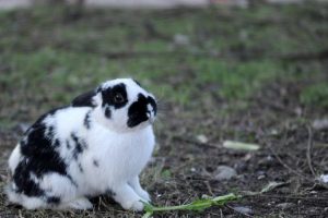 Conigli domestici meno paurosi: ecco perché non temono l'uomo