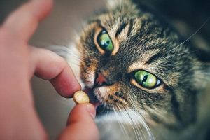 Medicine al gatto? Ecco come dargliele senza venir graffiati