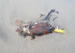Ostia, animali decapitati in spiaggia per riti voodoo FOTO