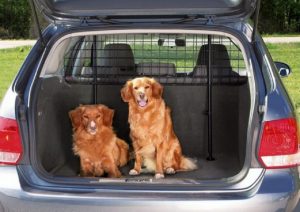 Cane e vacanza in auto: i consigli per viaggiare nell'estate