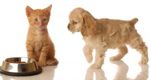Gatti e cani, come cambia l'alimentazione da cuccioli ad anziani