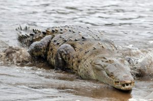 Maccarese, decine di avvistamenti di un coccodrillo nel canale