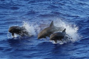 Hawaii, scoperta una nuova specie, metà delfino metà balena 