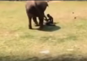 Elefante soccorre custode zoo 