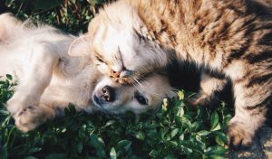Gatti in viaggio: consigli utili per partire con i nostri amici animali
