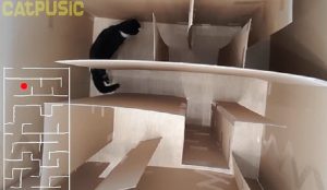 Il gatto nel labirinto. L'esperimento di CatPusic