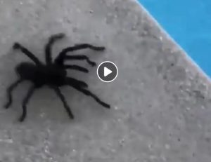 Nicole Kidman cattura una tarantola in piscina e mostra il video