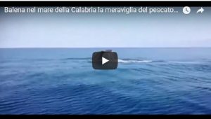 YOUTUBE Balena avvistata in Calabria. La meraviglia del pescatore: "È grande il doppio della nostra barca"