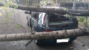 Roma, albero cade su auto: i due a bordo salvi per pochissimi centimetri 