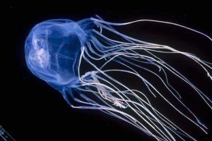 Gaia Trimarchi, 7 anni, muore in vacanza nelle Filippine: punta dalla medusa più velenosa al mondo