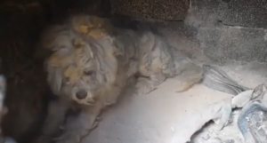 Grecia, il cane nascosto nel barbecue 