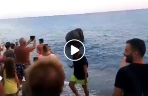 Calabria, elefante scappa dal circo e va al mare per un tuffo refrigerante VIDEO