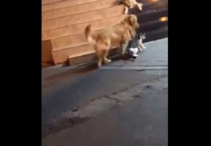 Cosa fa il cane per evitare la rissa tra due gatti. Il video..3