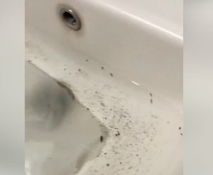 Caserta, larve nel lavabo di un bagno all'ospedale - VIDEO