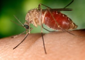West Nile in Italia, psicosi del virus trasmesso dalla zanzara che ha già fatto 3 morti